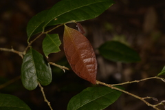 Cleistanthus cunninghamii