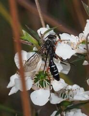 Diamma bicolor
