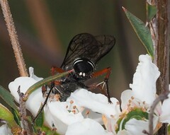 Diamma bicolor