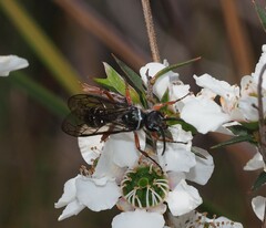 Diamma bicolor