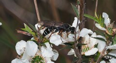 Diamma bicolor