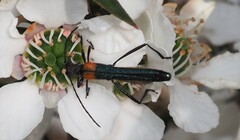 Oroderes humeralis