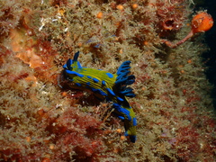 Tambja verconis