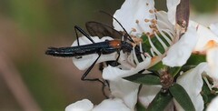 Oroderes humeralis