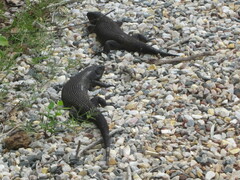 Egernia kingii
