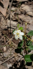 Asterolasia asteriscophora albiflora