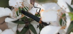 Oroderes humeralis