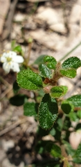 Asterolasia asteriscophora albiflora