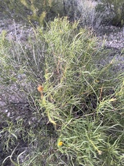 Sidneya tenuifolia