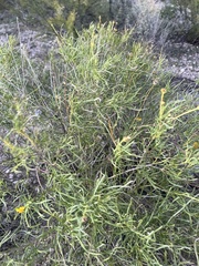Sidneya tenuifolia