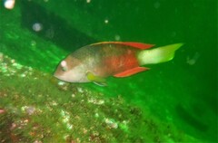 Notolabrus gymnogenis