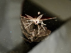 Chalastra pellurgata