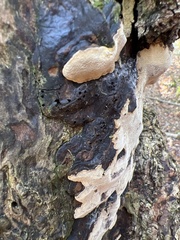 Fomitiporia punctata