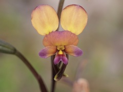 Diuris longifolia
