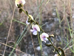 Tephrosia noctiflora