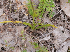 Diuris longifolia