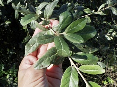 Elaeagnus multiflora
