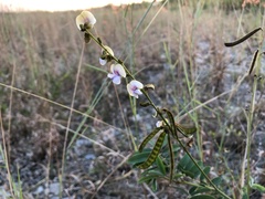 Tephrosia noctiflora