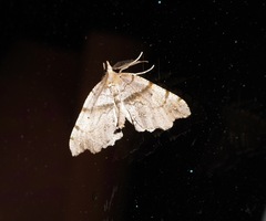 Chalastra pellurgata