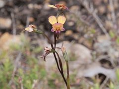 Diuris longifolia