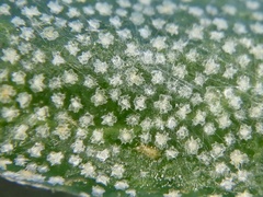 Elaeagnus multiflora