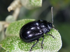 Chrysolina aurichalcea
