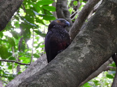 Nestor meridionalis septentrionalis