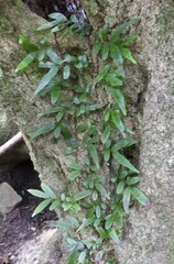 Arthropteris tenella