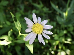Aster yomena