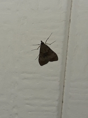 Uresiphita
