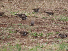 Spermestes cucullata