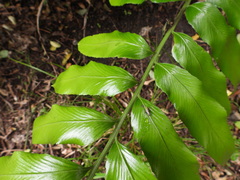 Asplenium oblongifolium