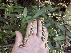Persicaria extremiorientalis