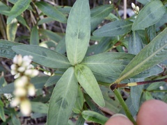 Persicaria extremiorientalis