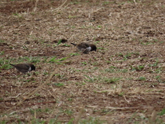 Spermestes cucullata