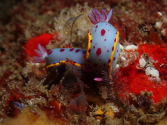 Hypselodoris bennetti