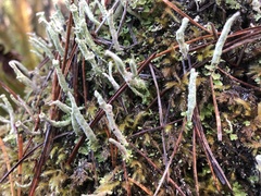 Cladonia verruculosa