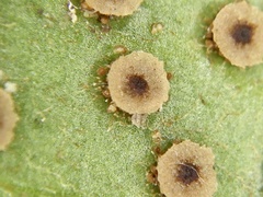 Cyrtomium falcatum