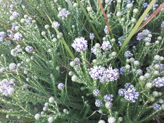 Aspalathus globulosa