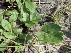 Glehnia littoralis