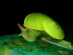 Rhinocochlis nasuta
