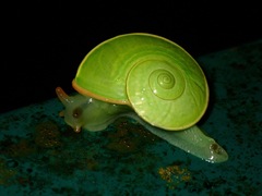 Rhinocochlis nasuta