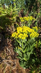 Senecio rigidus
