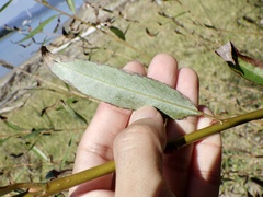 Salix koriyanagi