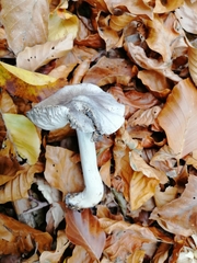 Tricholoma sciodes