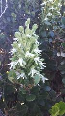 Bonatea speciosa
