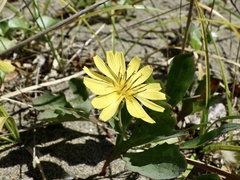 Ixeris repens