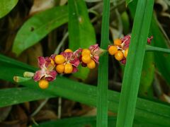 Chasmanthe aethiopica