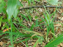 Chasmanthe aethiopica