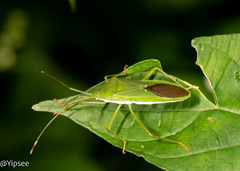 Homoeocerus graminis